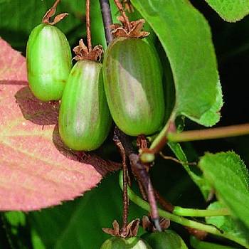 Актинидия коломикта ‘Dr.Szymanowski’ (Actinidia colomikta ‘Dr.Szymanowski’)